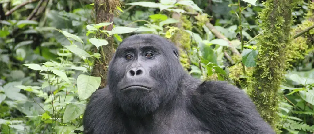 O Melhor de Uganda