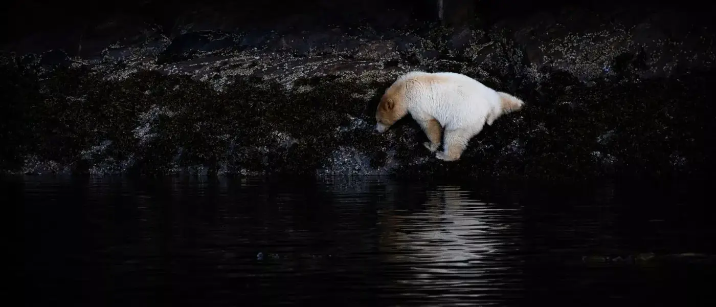 Observação de Ursos no Spirit Bear Lodge