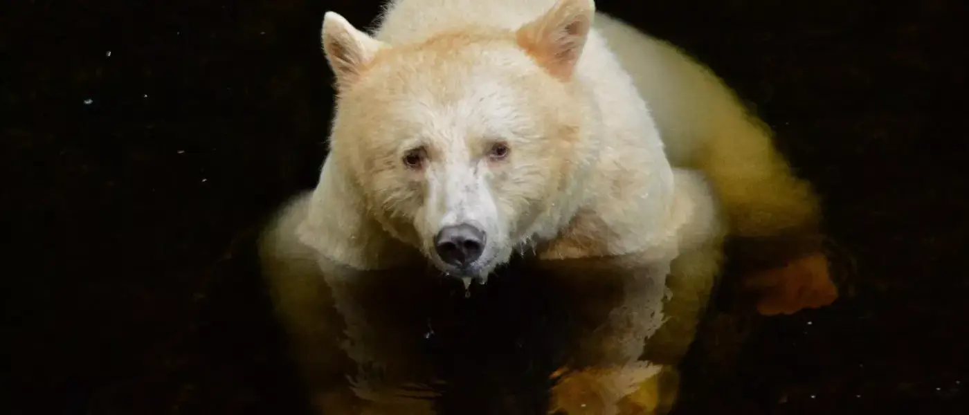 Observação de Ursos no Spirit Bear Lodge