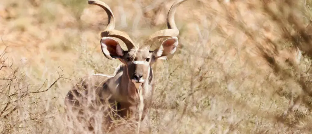 Safári África do Sul e Kalahari