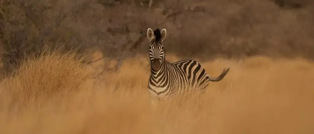 Safári África do Sul e Kalahari