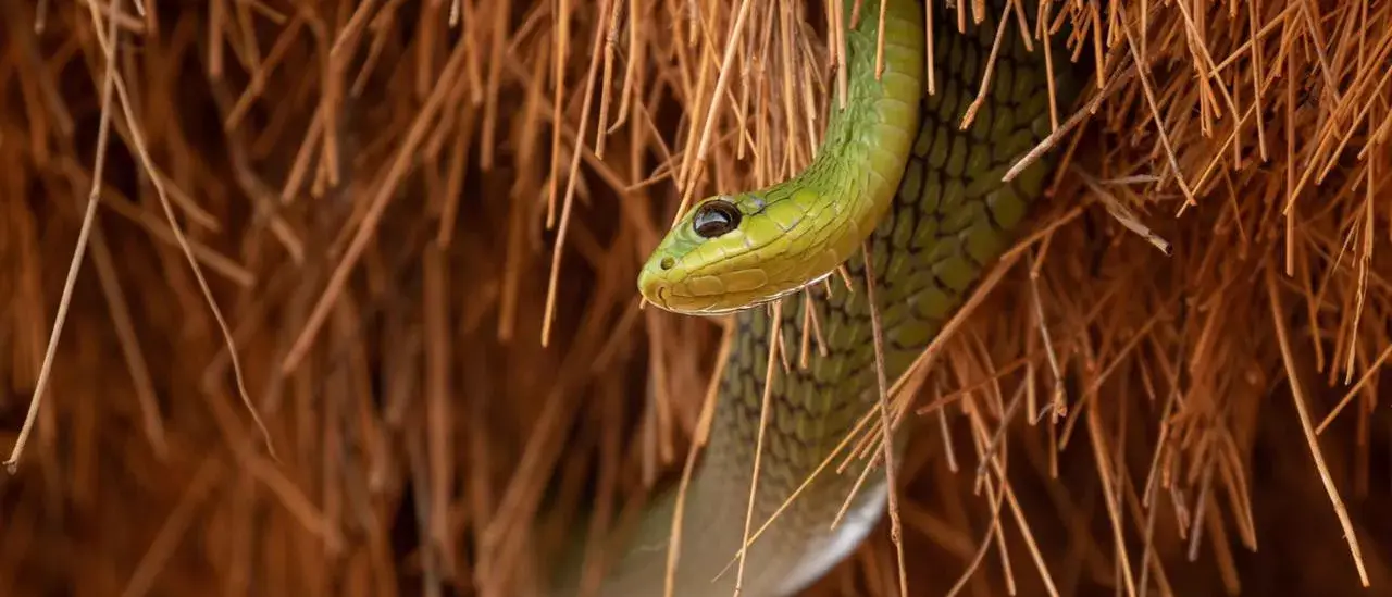 Safári África do Sul e Kalahari