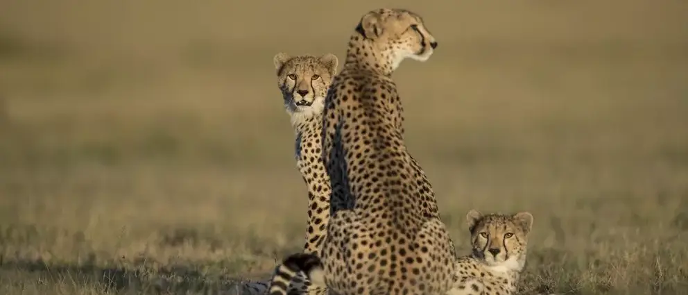 Tanzânia e Zanzibar com Safári