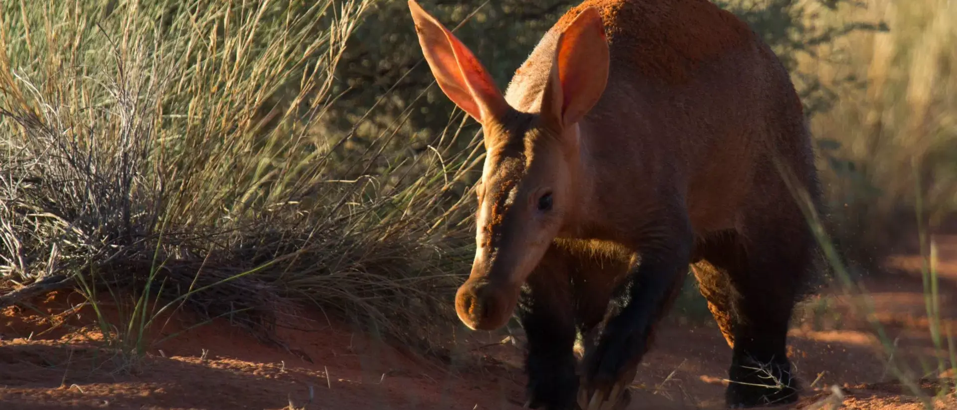 Safári África do Sul e Kalahari