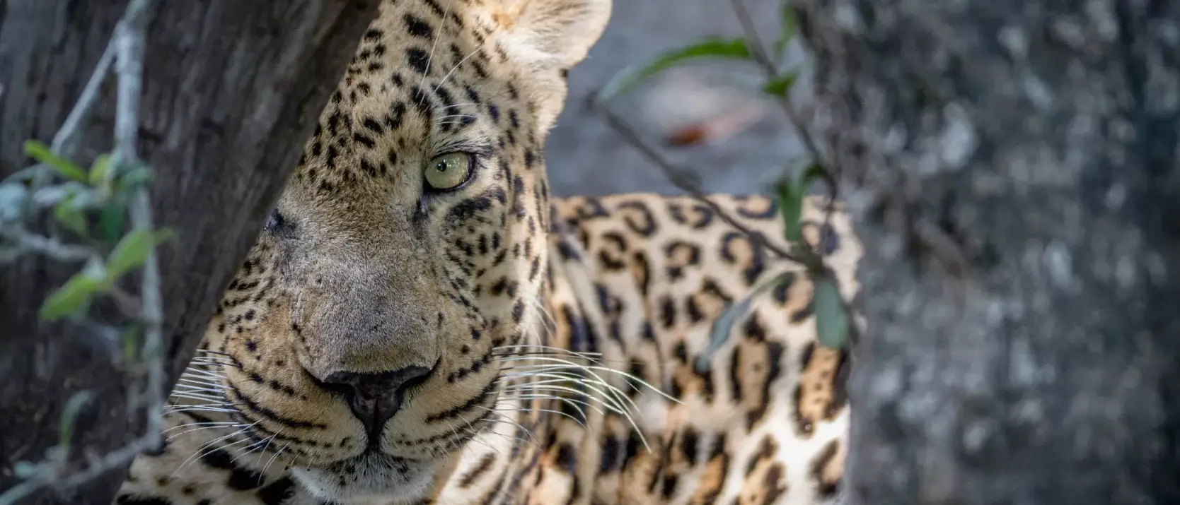 Safári África do Sul e Kalahari