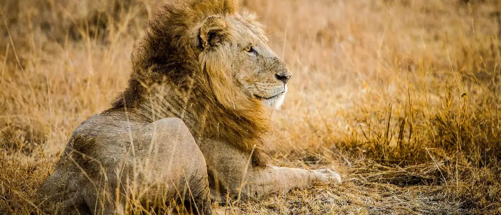Safári África do Sul e Kalahari