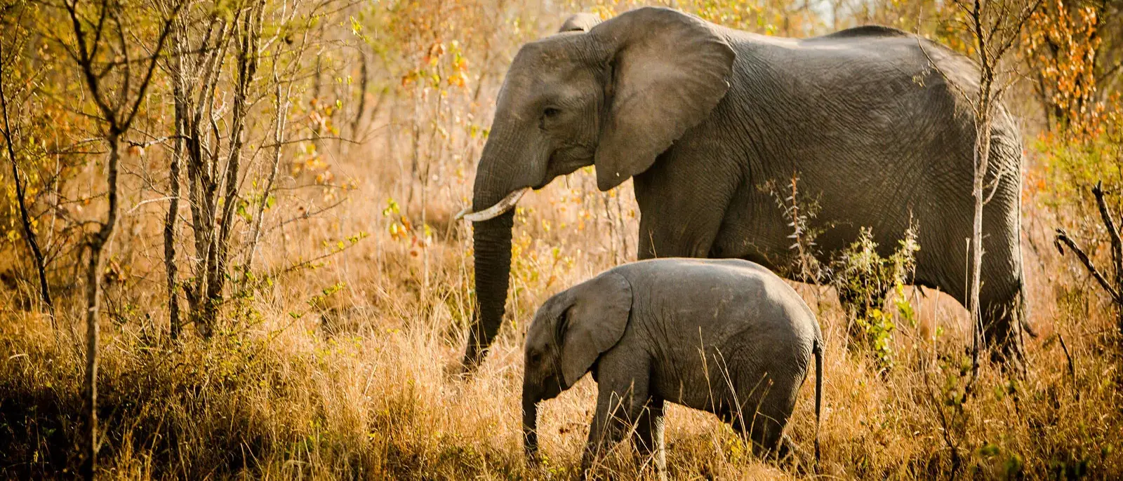 Safári África do Sul e Kalahari