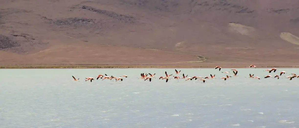 Travessia do Atacama Uyuni com Explora