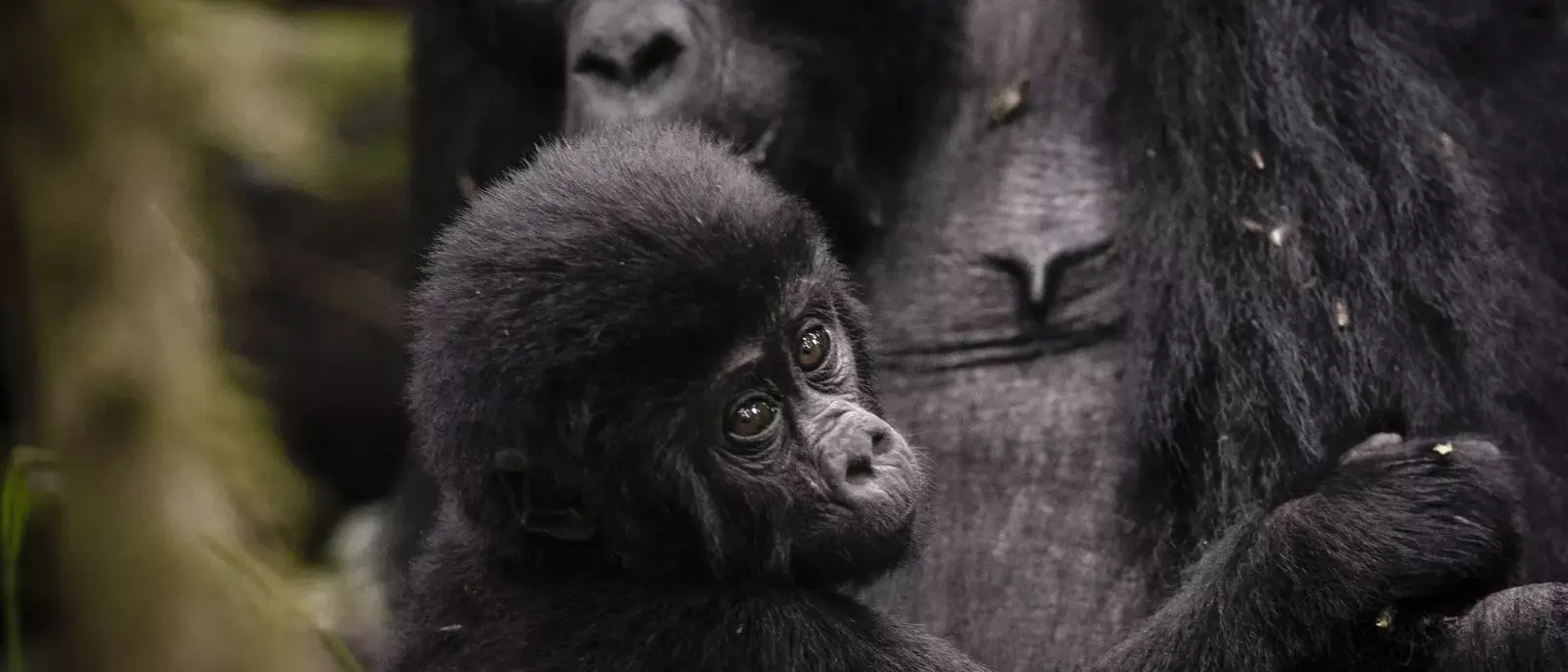 Explorando Uganda