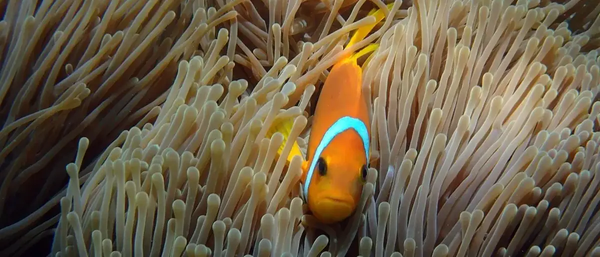 Milaidhoo Island Maldives