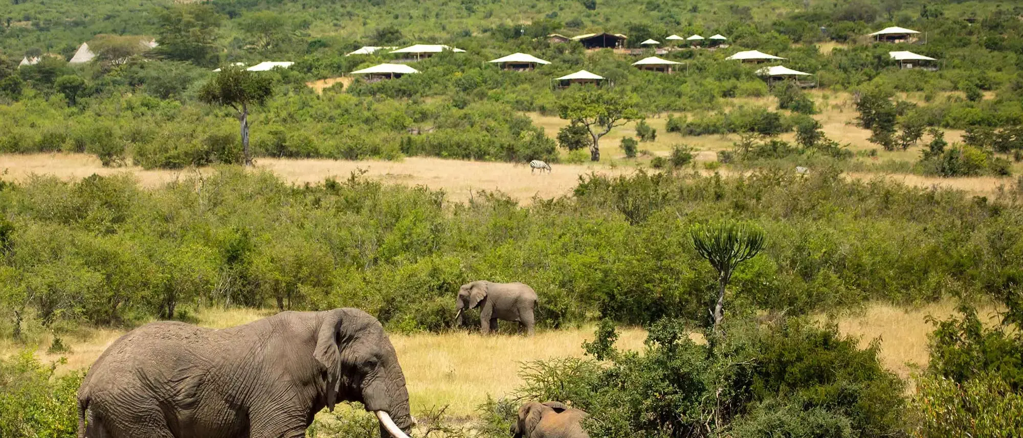Arusha, Bushtops & Essque Zalu