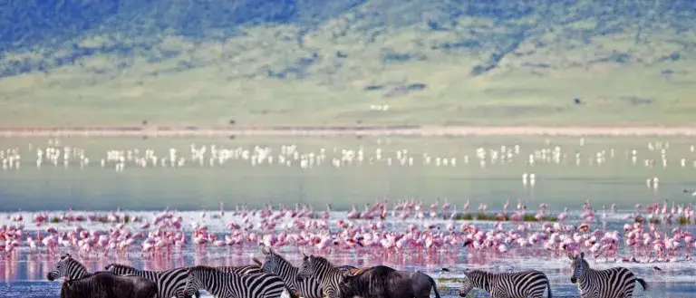 Tanzania Safari