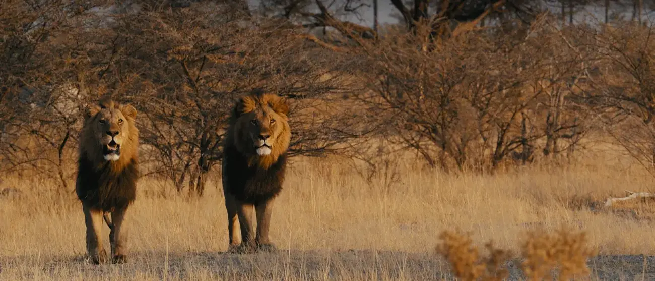 Botswana by Great Plains Conservation