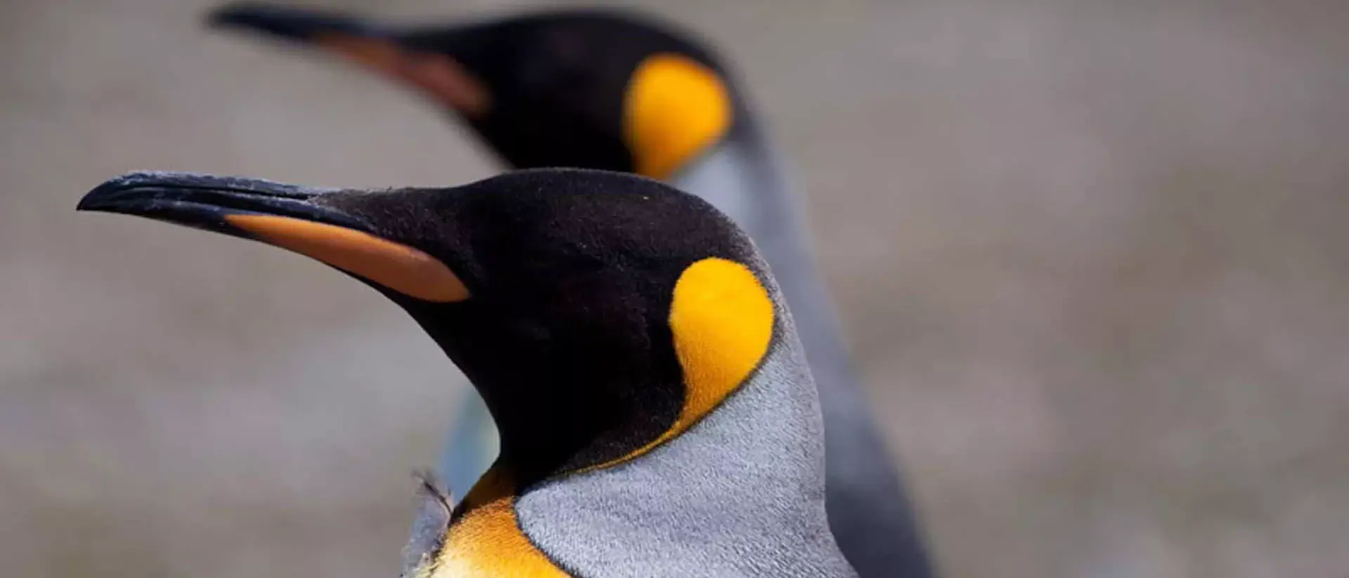 Expedições Antartica 