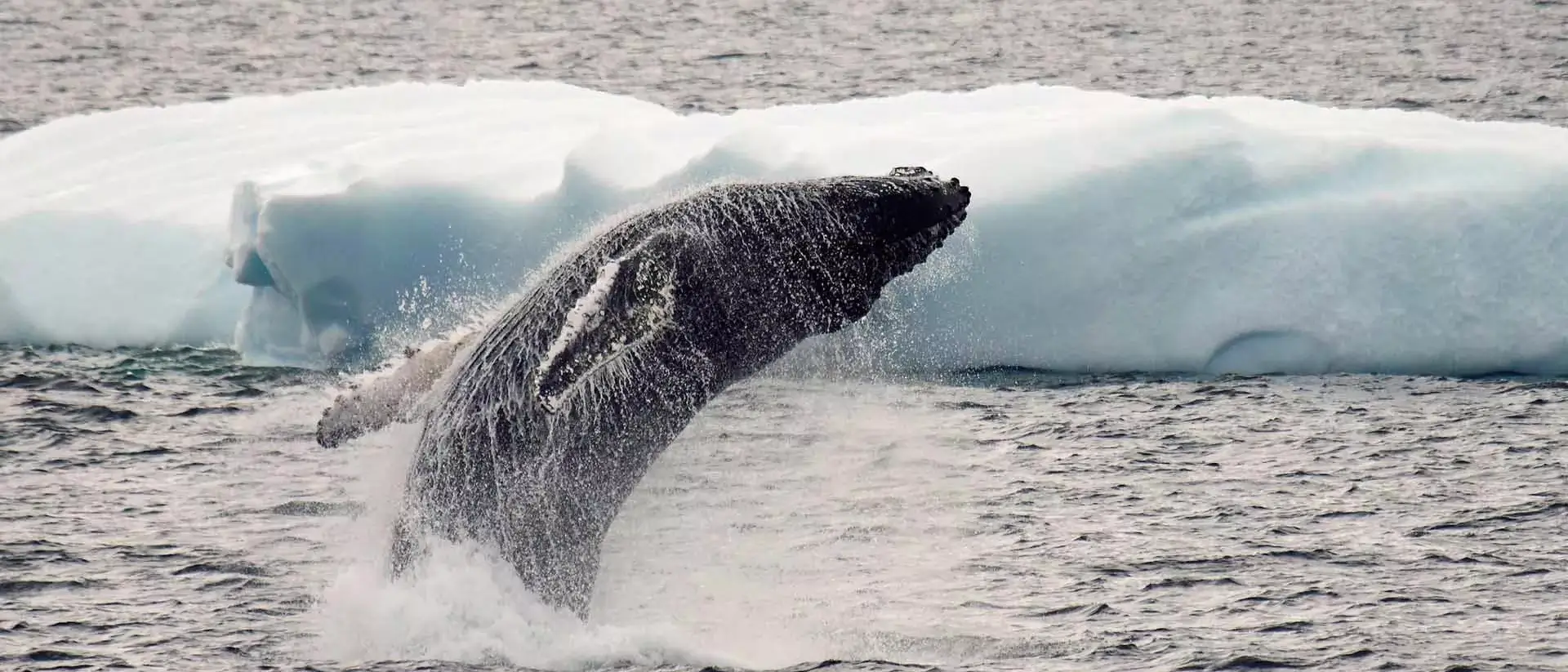 Baleia Antartica 