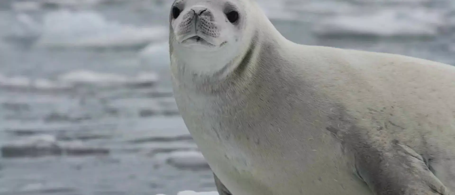 Expedições Antartica 