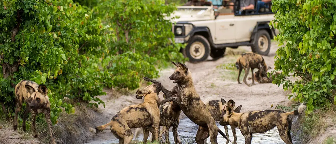 Safari de Luxo em Cataratas Vitória e Delta do Okavango