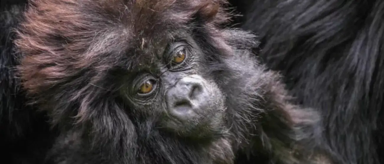 Ruanda Bisate