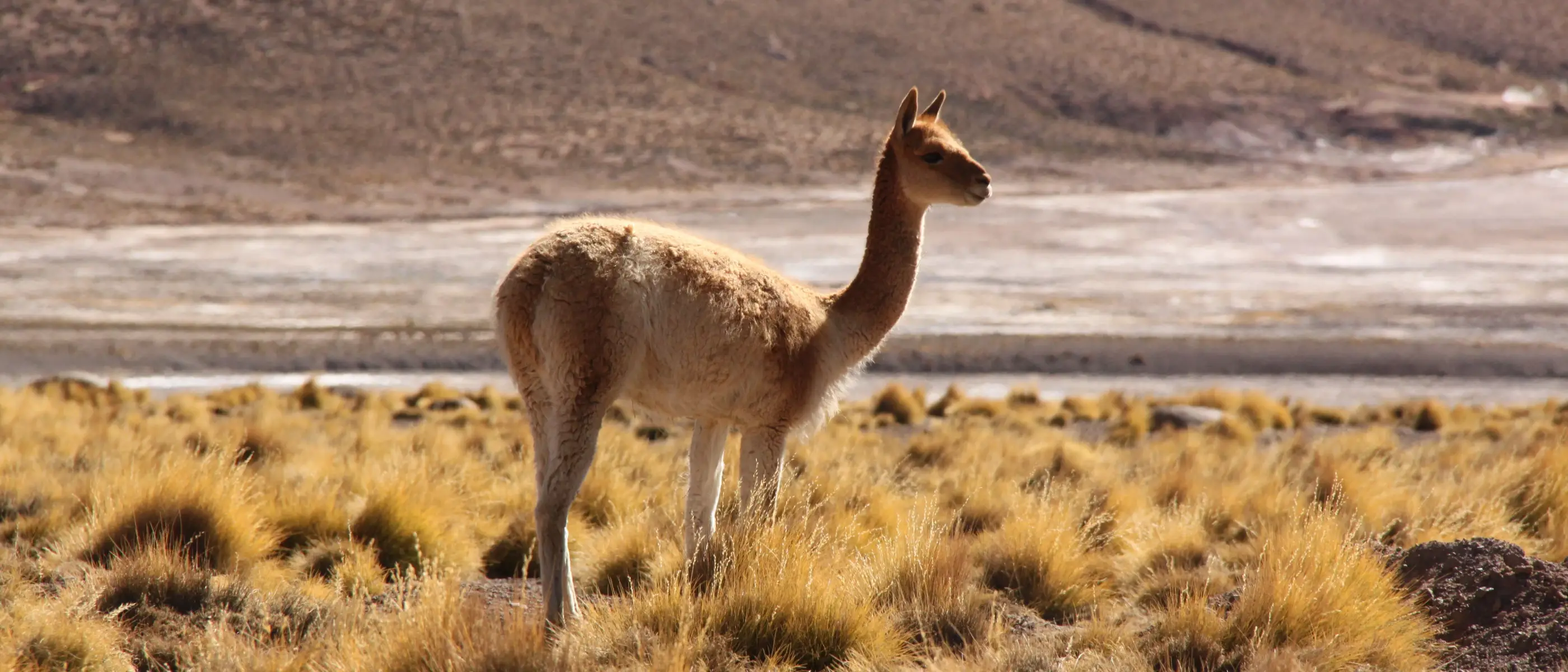 Explora Atacama