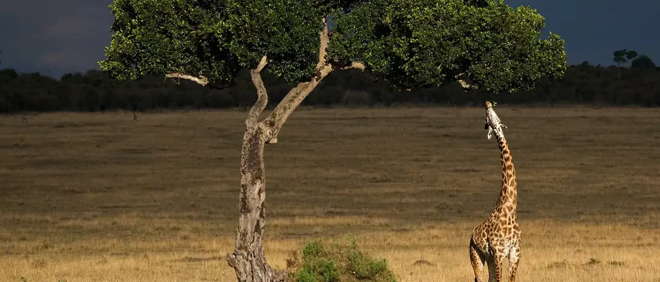 Tesouros da Tanzânia com Safári de Luxo
