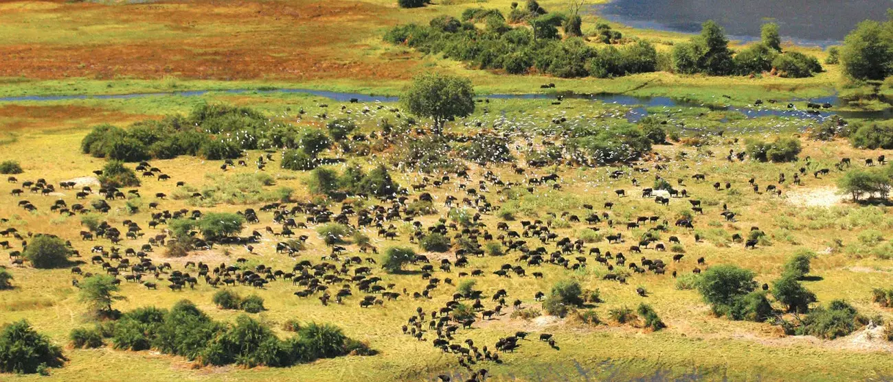 Sweet Taste of Botswana