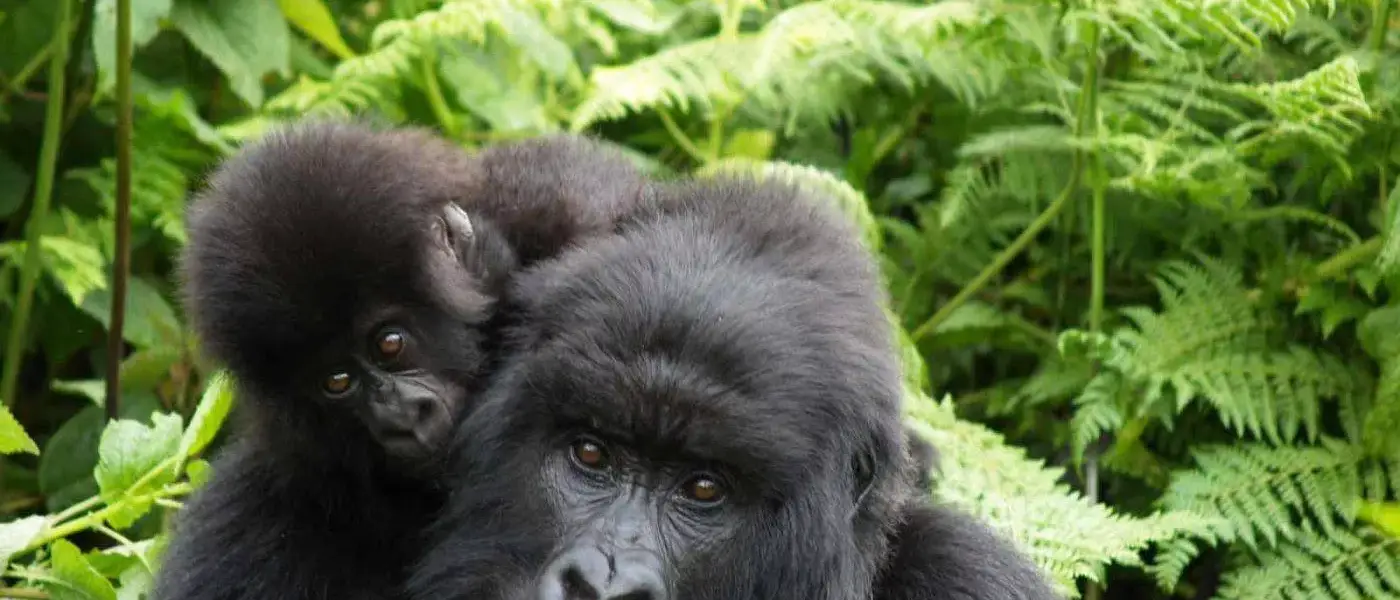 Ruanda Kwitonda