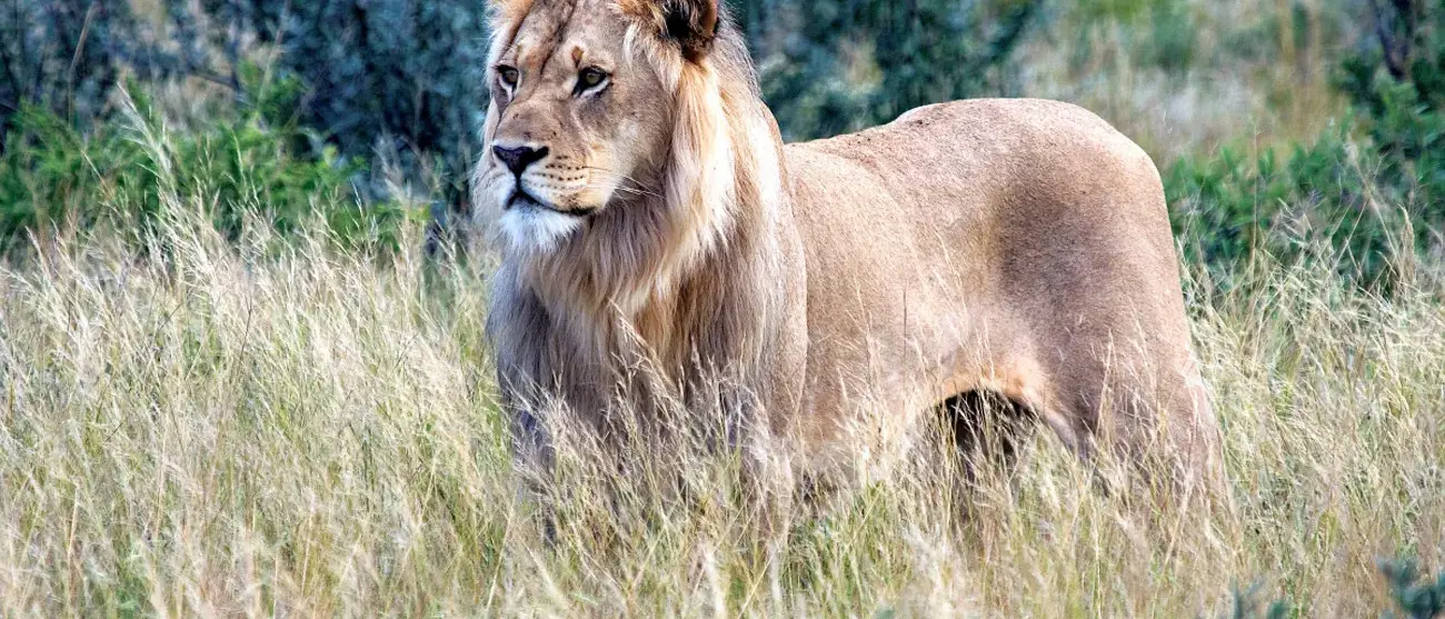 Best of Botswana
