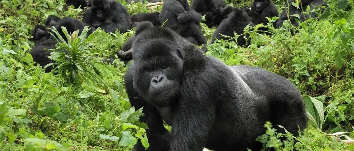 Clouds Mountain Gorilla