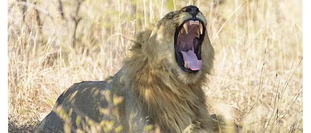 Sun City and Safari Experience