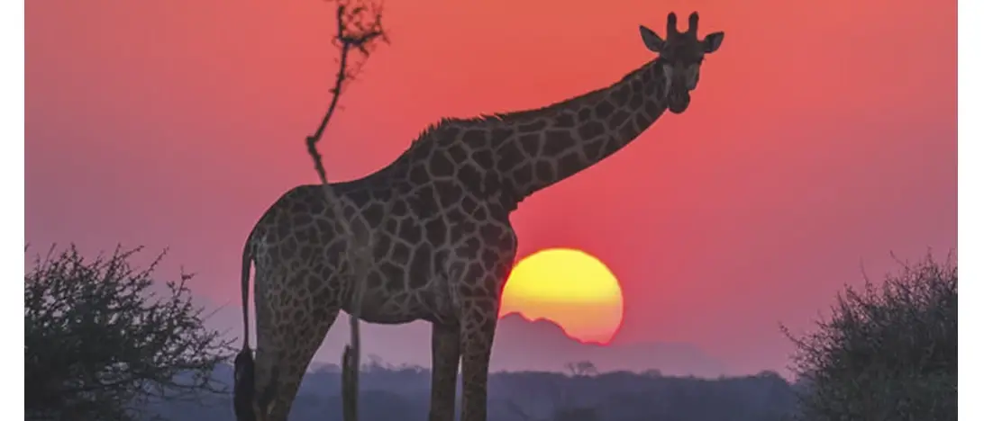Sun City and Safari Experience