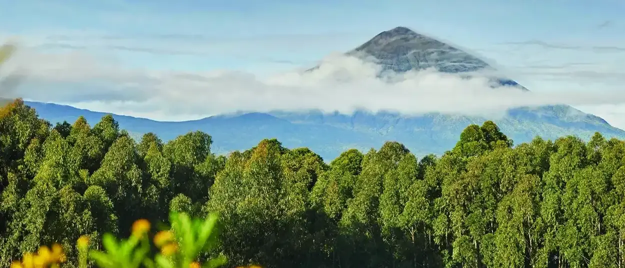 Ruanda Gorillas Nest