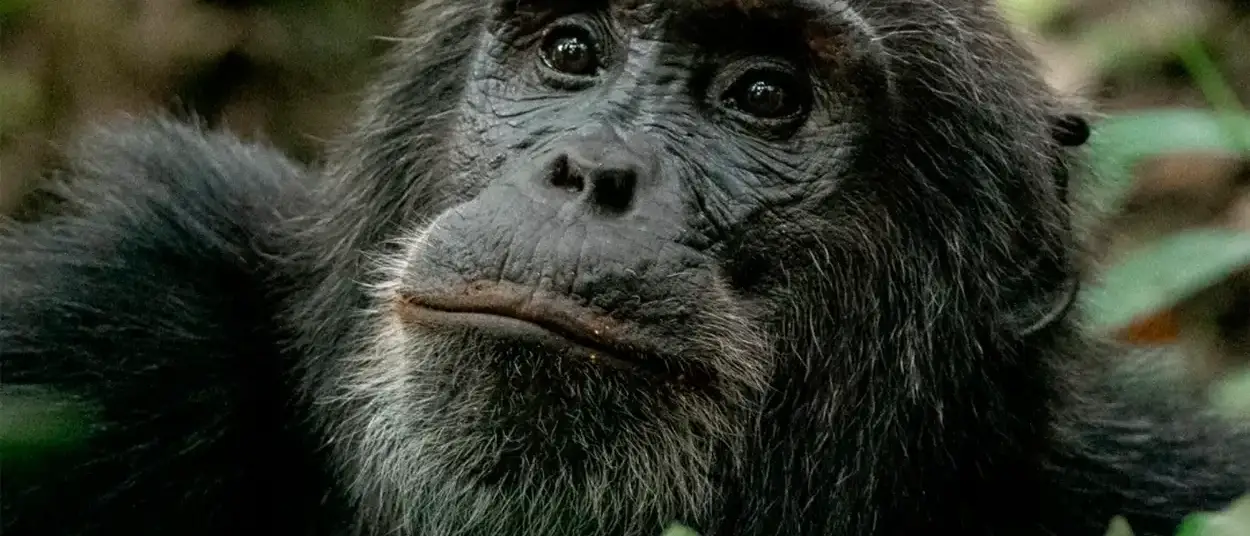 Ruanda Gorillas Nest