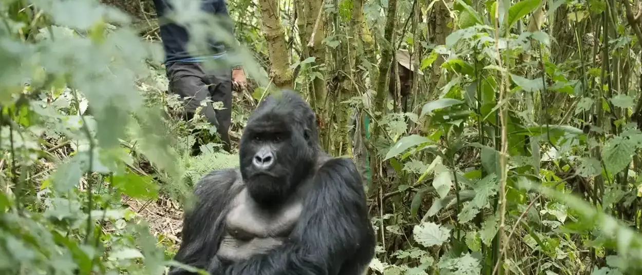 Ruanda Gorillas Nest