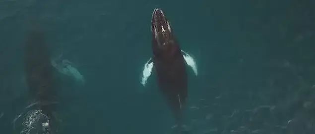 groenlandia-verao-orca