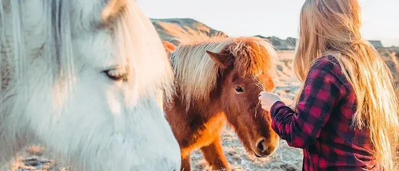 islandia-cavalos