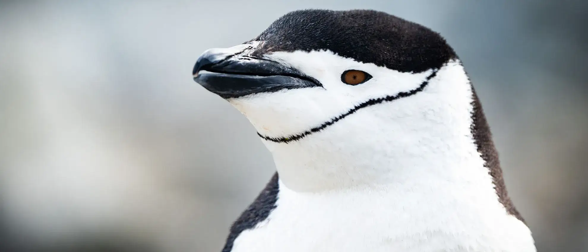 Pinguim bonito