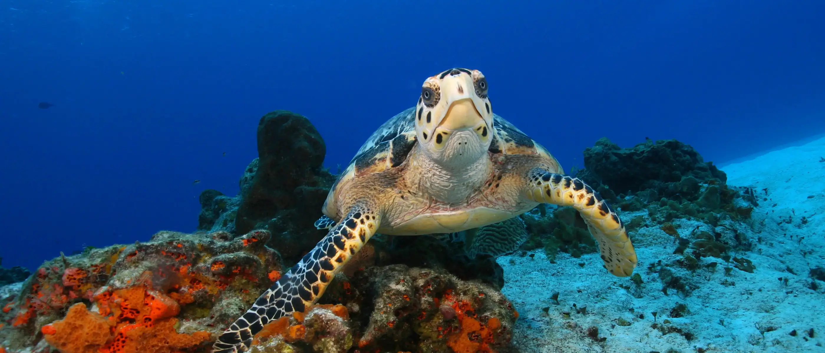 mexico-cozumel-tartaruga