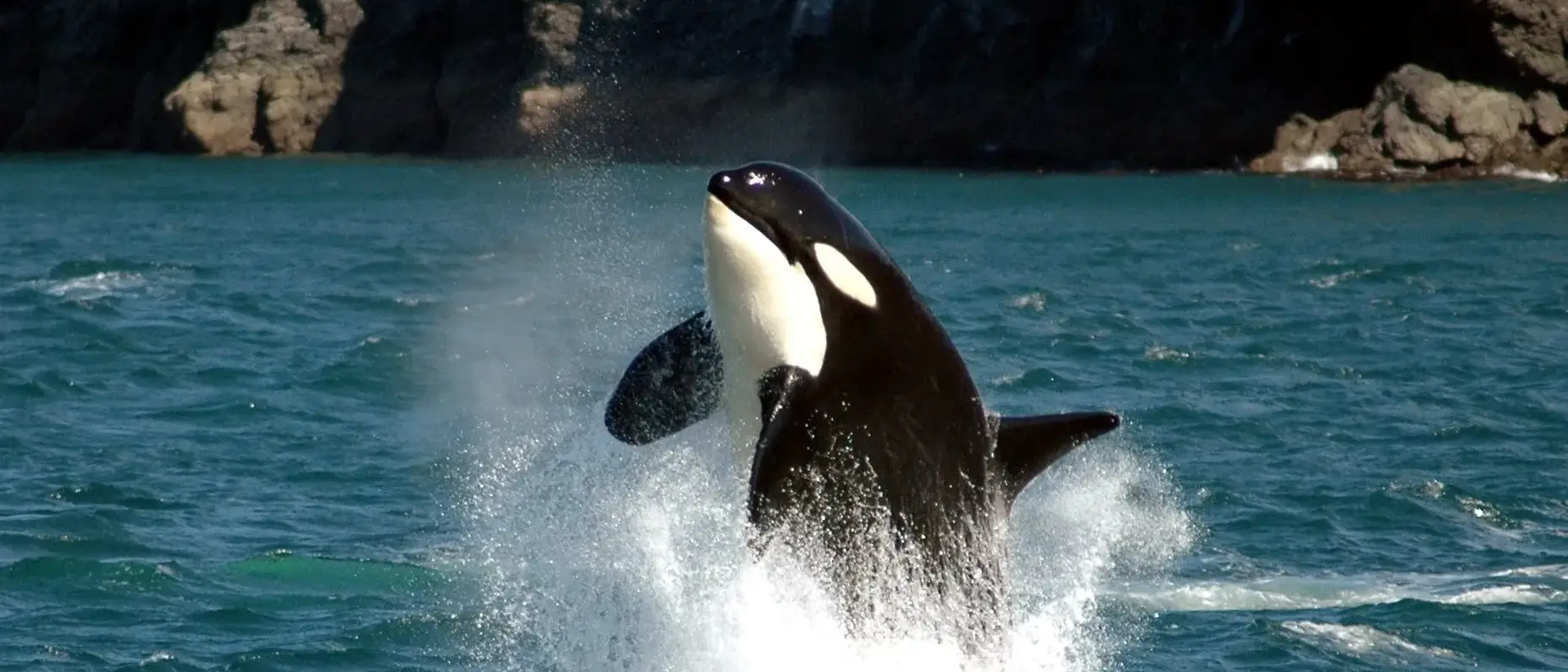 Orca em Ilha de Vancouver
