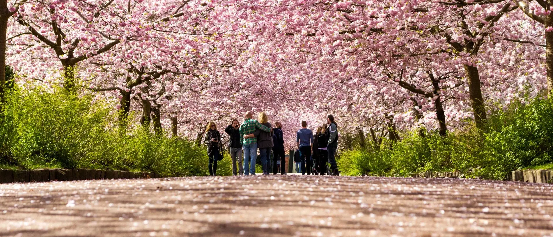 Cerejeiras em Copenhague, Dinamarca