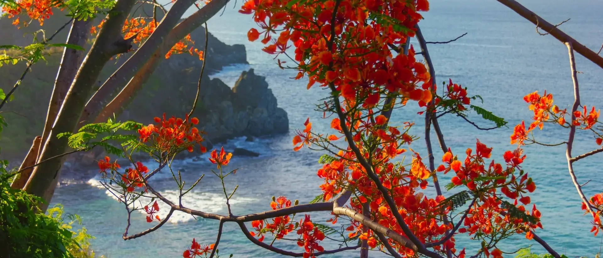 brasil-noronha-arvore