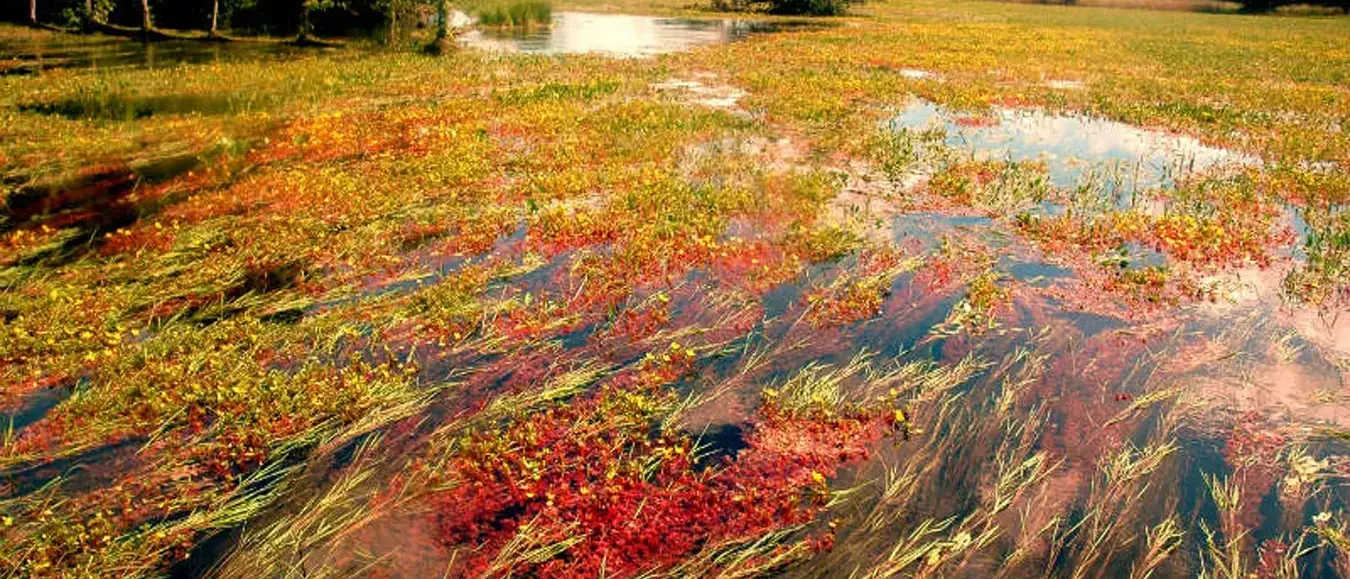 brasil-mt-pantano