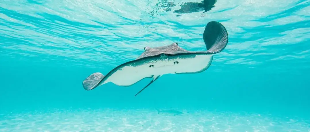 Arraia em Moorea, na Polinesia Francesa