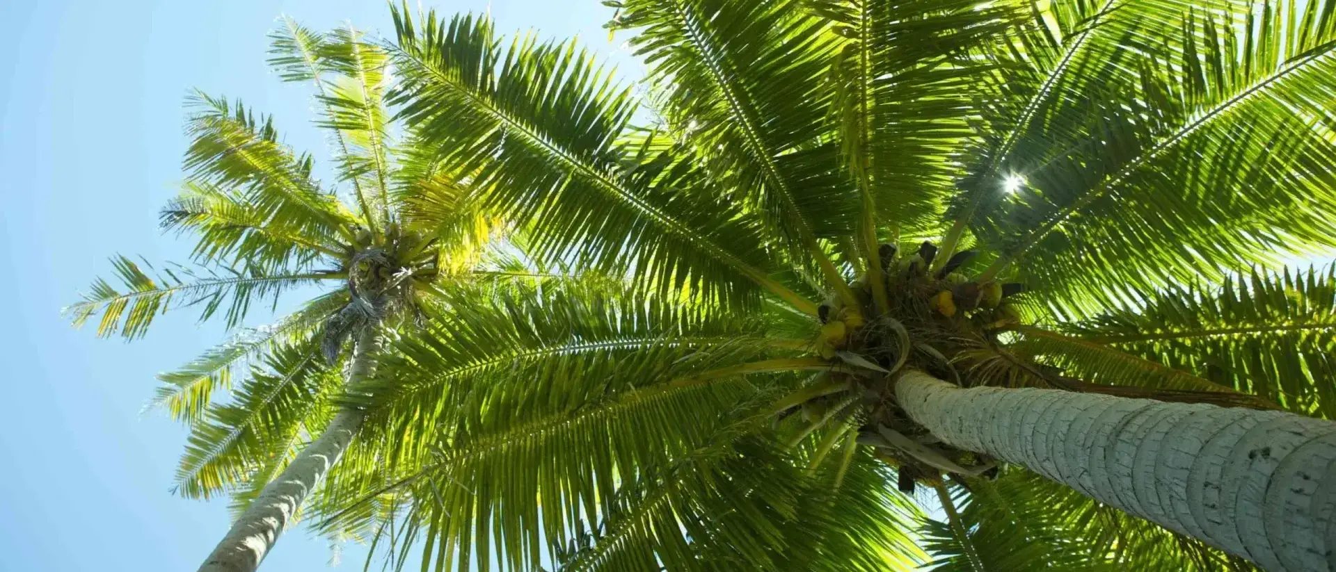 Coqueiro em Tikehau, Polinesia Francesa