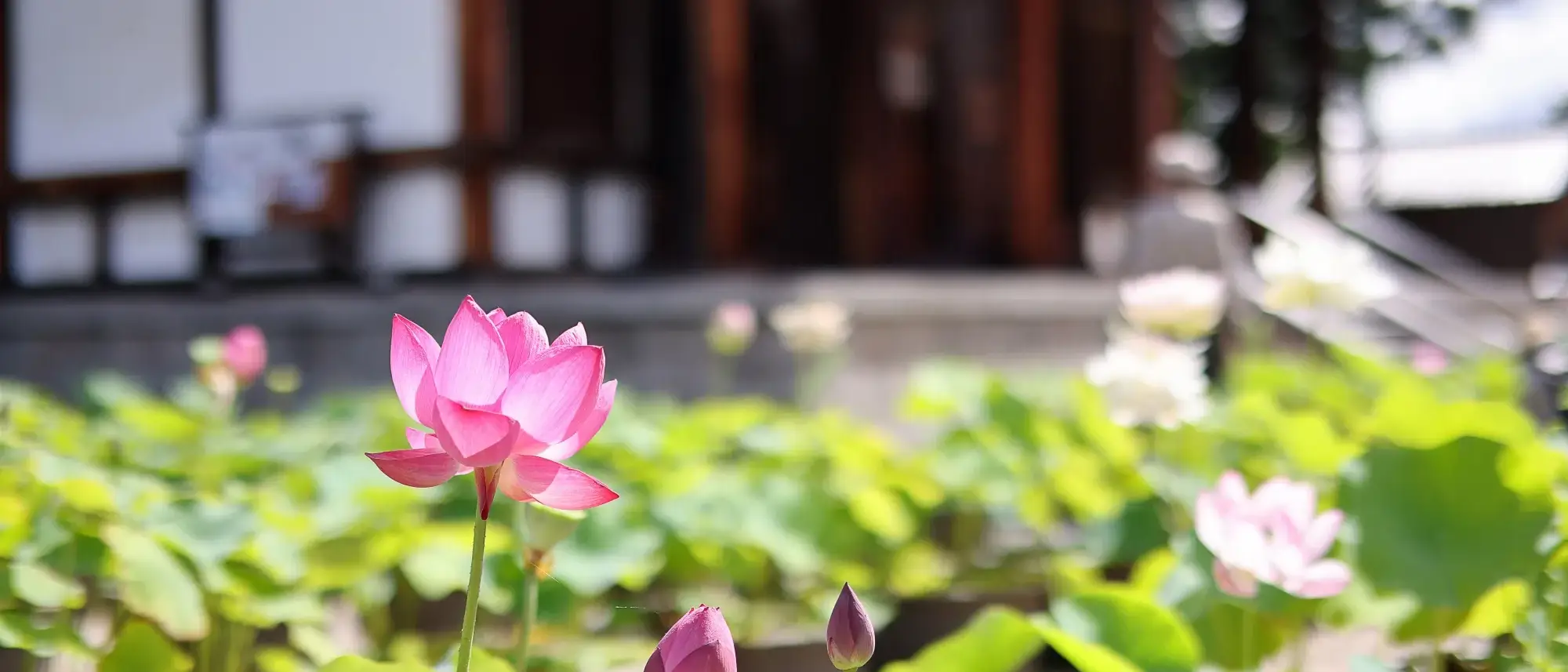 Flor de Lotus, em Nara, Japão