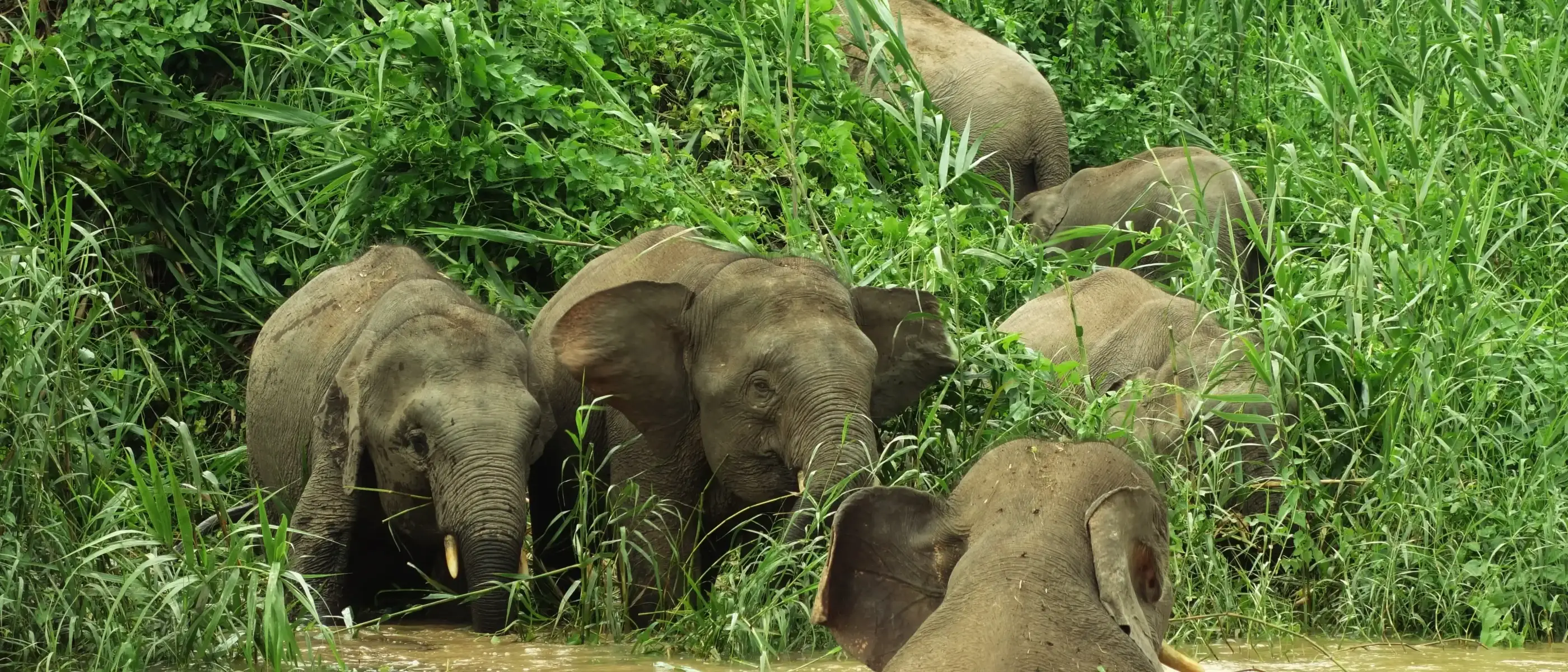 Elefantes no Rio Kinabatangan, Borneo, Malásia