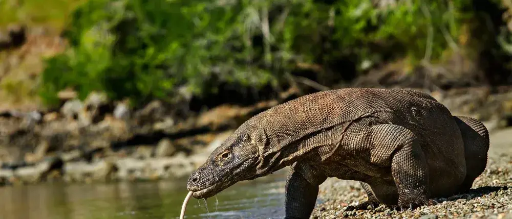 Dragão de Komodo no Parque Nacional de Komodo, Indonésia