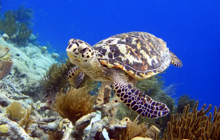 Pacote de viagem Bonaire