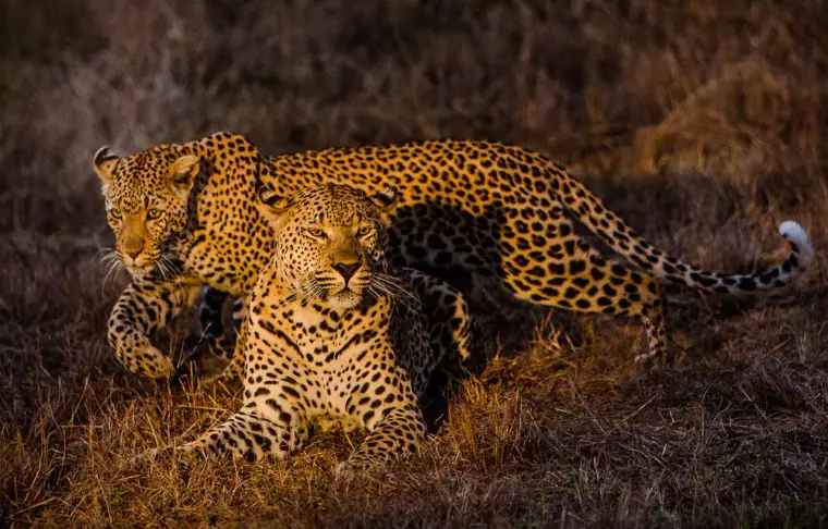 Pacote de viagem Safari Sabi Sabi Bush Lodge