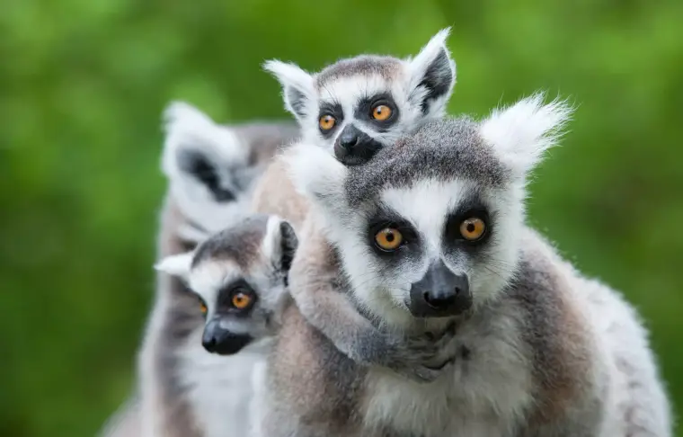 Pacote de viagem Madagascar