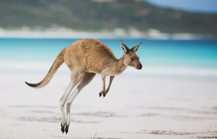 Pacote de viagem Austrália, Fiji e Nova Zelândia